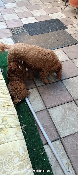 Caniche toy baietei si o fata. Bacau   - imagine 3