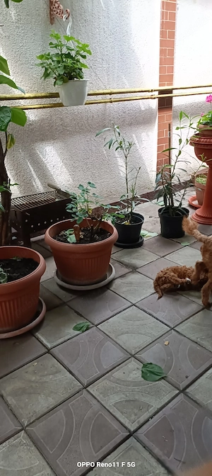 Caniche toy baietei si o fata. Bacau   - imagine 2