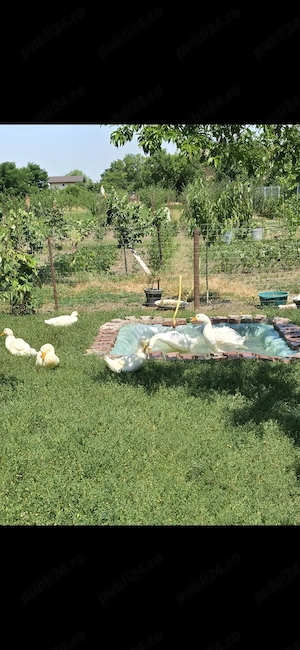 Vand rate Pekin 