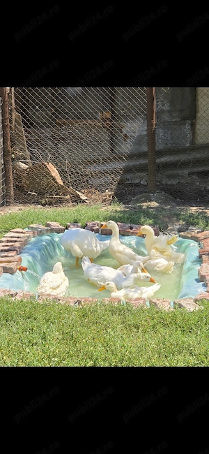 Vand rate Pekin  - imagine 2