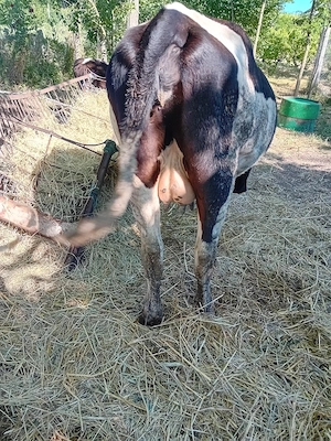 Junica cu lapte de vanzare