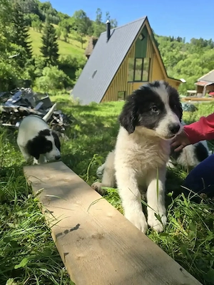 Catei ciobanesc de Bucovina