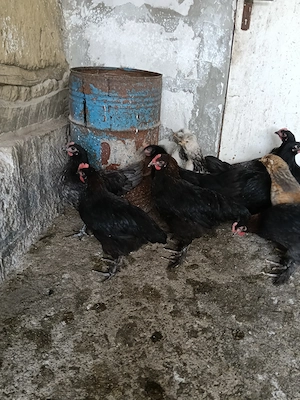 Cocoșei marans și australorp albastru și negru+ moțați și barbosi(unul barat e din ou verde)  - imagine 4