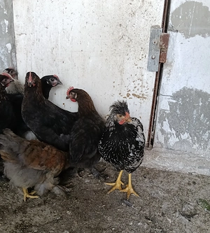 Cocoșei marans și australorp albastru și negru+ moțați și barbosi(unul barat e din ou verde)  - imagine 3