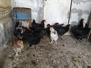 Cocoșei marans și australorp albastru și negru+ moțați și barbosi(unul barat e din ou verde)  - imagine 5