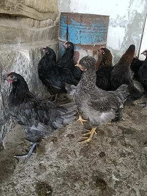 Cocoșei marans și australorp albastru și negru+ moțați și barbosi(unul barat e din ou verde) 