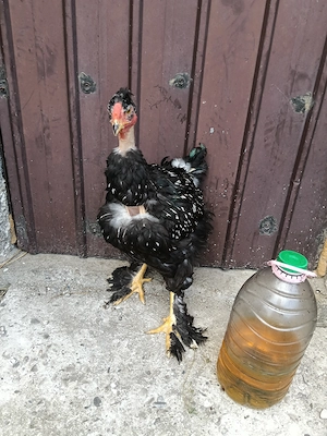 Cocos argintiu motat golaș deosebit din ou verde scos la sfârșitul lunii februarie 