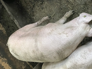 Vând porc. 
