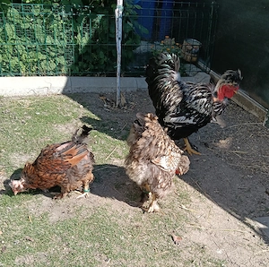 Cocos motat golaș argintiu+ o găină moțată golașa argintie și una moțată barboasa aurie bordurati de - imagine 4