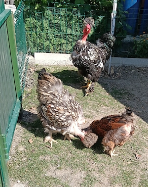 Cocos motat golaș argintiu+ o găină moțată golașa argintie și una moțată barboasa aurie bordurati de