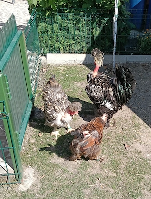 Cocos motat golaș argintiu+ o găină moțată golașa argintie și una moțată barboasa aurie bordurati de - imagine 3