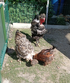 Cocos motat golaș argintiu+ o găină moțată golașa argintie și una moțată barboasa aurie bordurati de - imagine 2