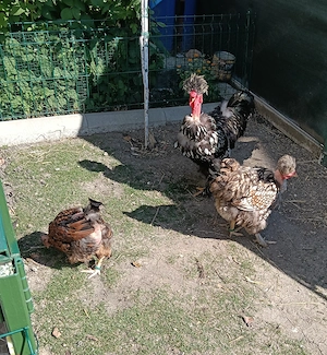 Cocos motat golaș argintiu+ o găină moțată golașa argintie și una moțată barboasa aurie bordurati de - imagine 5