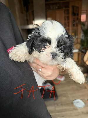 Vand puiuti Shih Tzu  - imagine 3