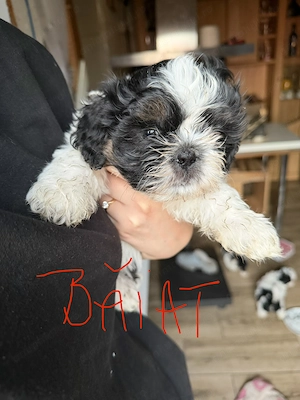 Vand puiuti Shih Tzu  - imagine 4