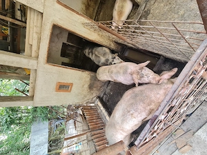 Porci cu coada, crescuți natural, de vânzare, 170 -260 kg - imagine 5