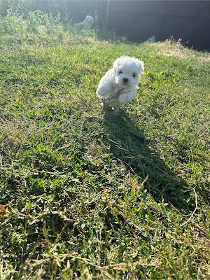 Bichon Maltez de vânzare