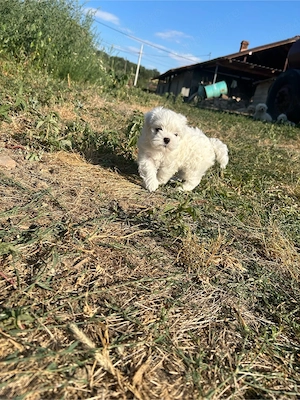 Bichon Maltez de vânzare - imagine 4