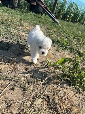 Bichon Maltez de vânzare - imagine 2
