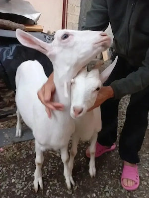  Vand 2 Iedute sanen 