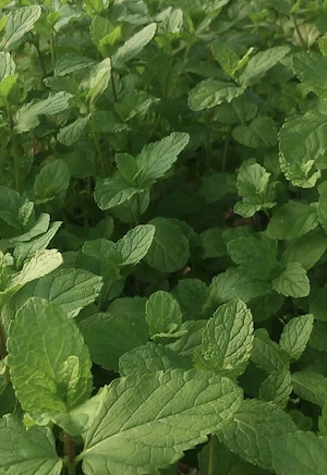 Menta proaspata