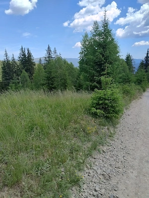 Vând teren intravilan Pojorâta Bucovina, 15 e  mp - imagine 3