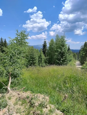Vând teren intravilan Pojorâta Bucovina, 15 e  mp - imagine 2