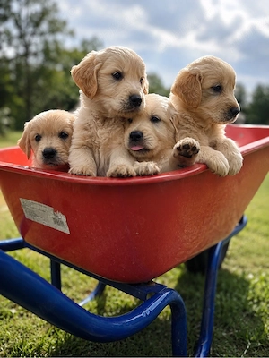 Golden Retriever