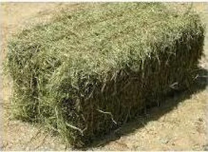 Baloti lucernă