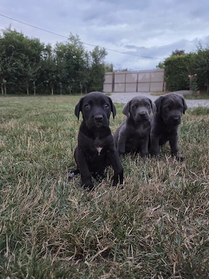 Catei Cane Corso