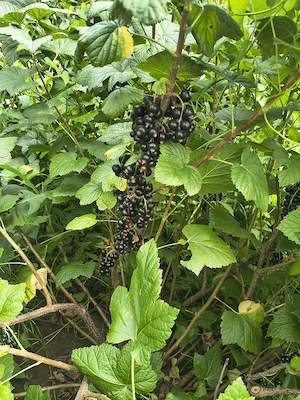 coacaze negre bio