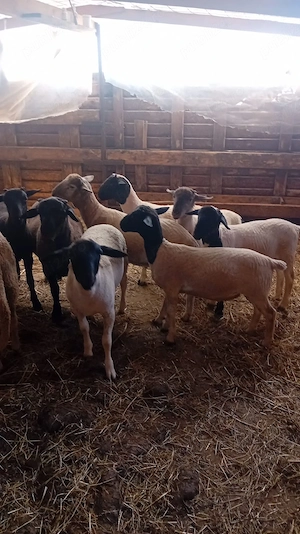 Vand berbecuti Dorper si metis F2 