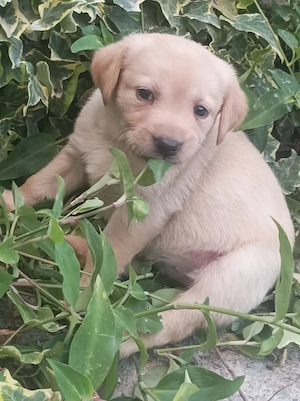 Căței Labrador  - imagine 2