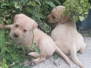 Pui de labrador aurii