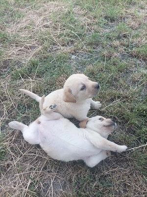 Căței Labrador 