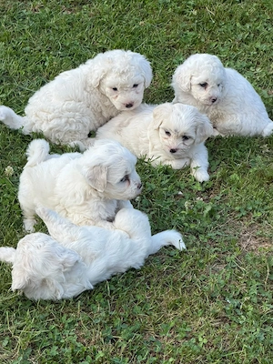 Bichoni maltez disponibili