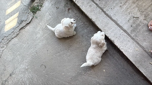 Bichon havanez femela