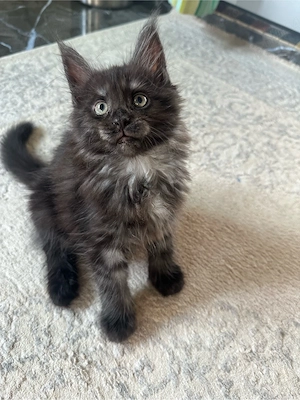 Pui Maine Coon