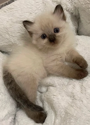 ragdoll disponibil