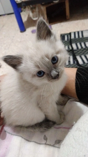 Ragdoll superb - imagine 2