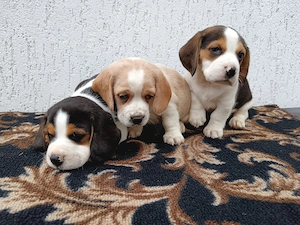 Beagle tricolor 