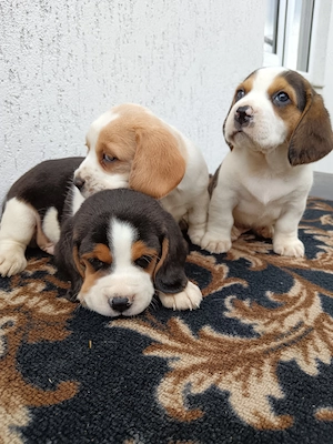 Beagle tricolor  - imagine 2