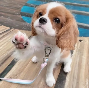pui de cavalier king charlse - imagine 2
