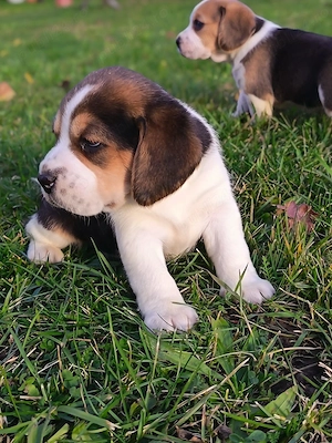 Beagle pui tricolor  - imagine 2