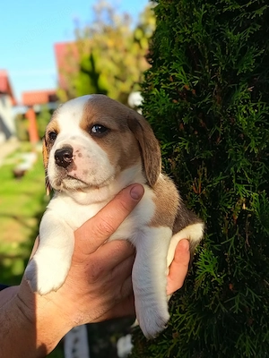 Beagle tricolor tricolor 
