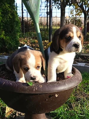 Beagle tricolor tricolor  - imagine 2