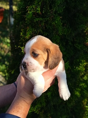 Beagle tricolor tricolor  - imagine 3