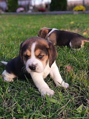 Beagle beagle tricolor  - imagine 3