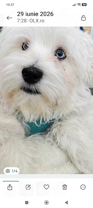 Bichon Maltez 