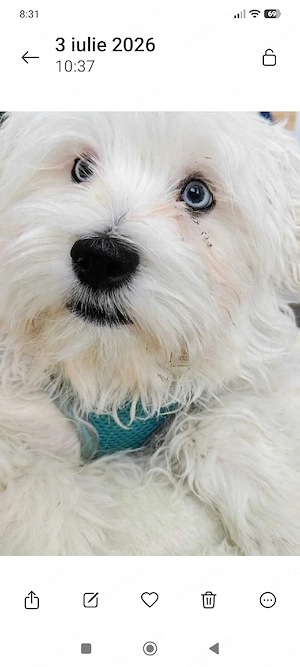 Bichon Maltez 